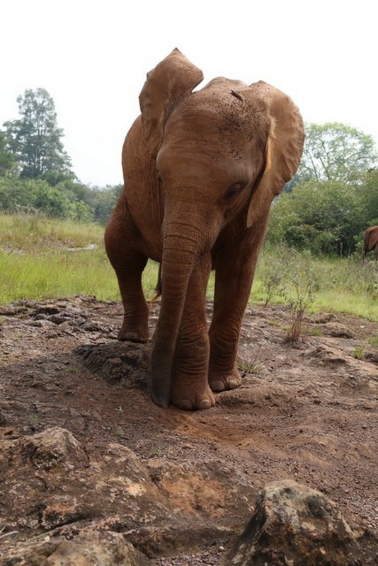 Nairobi orphans