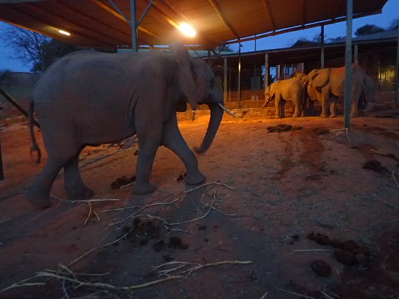 chyulu in stockade