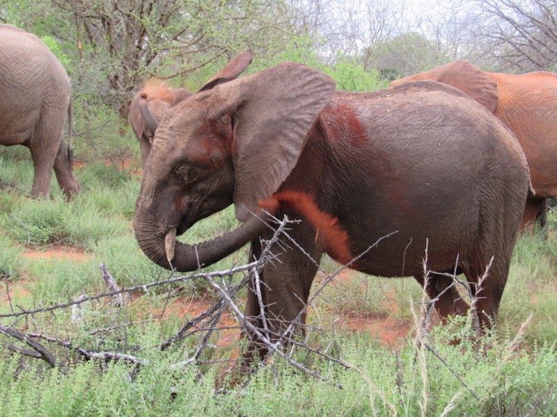 kanjoro soil dusting