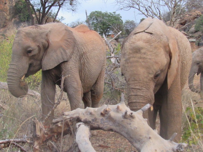 shukuru & kithaka