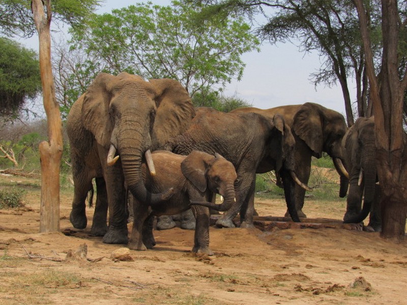 teleki with wild bulls (1)