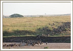 Die Migration