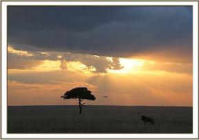 Die Schönheit der Masai Mara