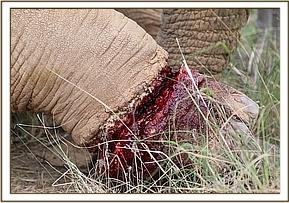 Die furchtbare Wunde, die von einer Schlinge verursacht wurde