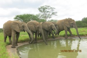 Babies at the watertrough drinking clean water (1)