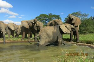 Babies at the watertroughs,having clean water (1)