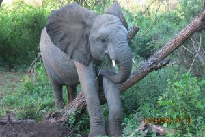 Faraja on the scratching post,dropping off some ticks (1) U