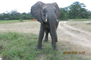 Faraja scaring the some crane birds (2)