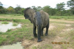 Jasiri now walking away to Faraja and Ngasha