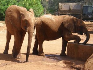 Kenia staying close to the baby Bada on seeing Lempaute pres U