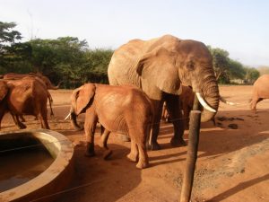 Laikipia staying back with the stkd dependant orphans