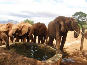 Lesanju rgt, drinking water with Kenia herd (3) U