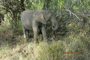 Limalima browsing on the soft branch