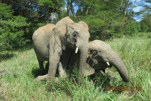 Limalima down  and Quanza trying to mount on her back (2) U