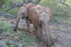 barsilinga feeds with laragai