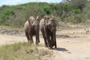 enkikwe & siangiki_2