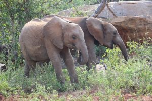 laragai feeds with bongo U