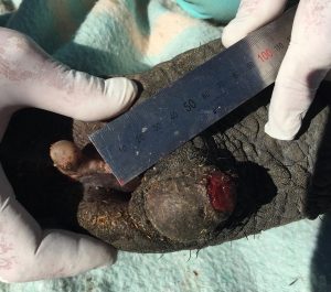 Der neue Tumor wucherte innerhalb weniger Tage.