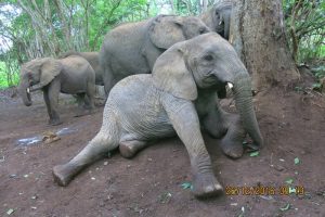 Jasiri trying to get in between thye babies to play (1)