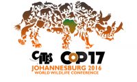 CoP17_Rhino_hp CITES 2016 Nachlese