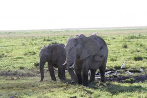 Elefanten und Kuhreiher in Amboseli