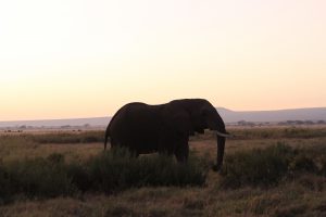 Junger Elefantenbulle in Amboseli