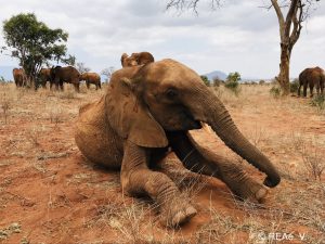 Ngilai