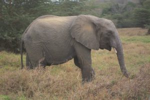Faraja (c) Sheldrick Wildlife Trust