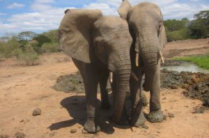 Jasiri und Murera nach der Abkühlung in der Suhle (c) Sheldrick Wildlife Trust