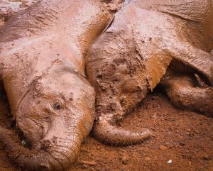 Kiombo und Larro (c) Sheldrick Wildlife Trust