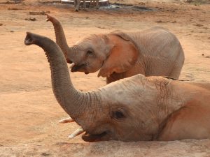 Kuishi und Mapia wittern ihre Freunde (c) Sheldrick Wildlife Trust