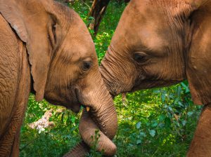 Maktao und Sattao (c) Sheldrick Wildlife Trust