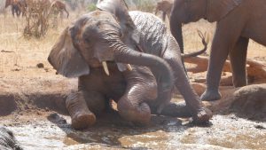 Mashikiri (c) Sheldrick Wildlife Trust