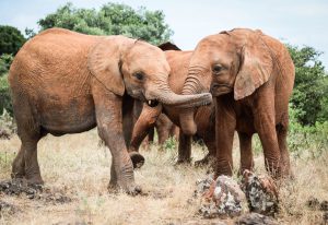 Musiara und Maisha (c) Sheldrick Wildlife Trust
