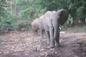 Ziwa führt ihre Freunde in den Busch (c) Sheldrick Wildlife Trust