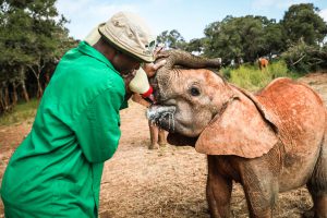 Ziwadi (c) Sheldrick Wildlife Trust