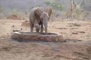 Barsilinga (c) Sheldrick Wildlife Trust