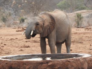 Kauro beim Saufen (c) Sheldrick Wildlife Trust