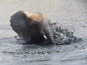 Kithaka beim Baden (c) Sheldrick Wildlife Trust