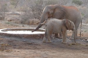 Mundusi mit einem wilden Bullen (c) Sheldrick Wildlife Trust