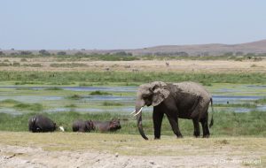 Ein Elefant wandert an einigen Flusspferden vorbei.