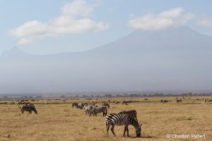Zebras in Amboseli.