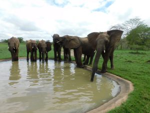Die Waisen an der Stalltränke (c) Sheldrick Wildlife Trust