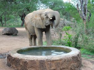 Jasiri an der Stalltränke (c) Sheldrick Wildlife Trust