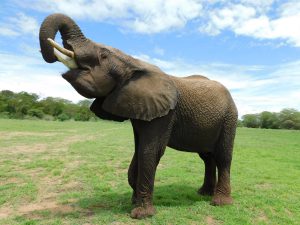 Jasiri hält seine Milchflasche ganz allein (c) Sheldrick Wildlife Trust