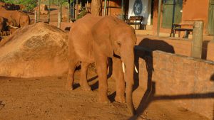 Mashariki (c) Sheldrick Wildlife Trust