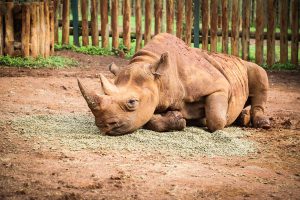 Maxwell (c) Sheldrick Wildlife Trust