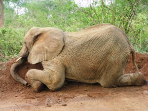 Murera (c) Sheldrick Wildlife Trust