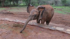 Murit (c) Sheldrick Wildlife Trust