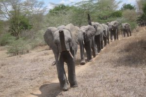 Die Waisen auf dem Weg zur Fütterung (c) Sheldrick Wildlife Trust
